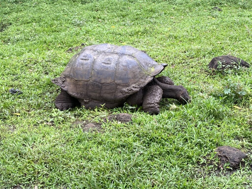 Reserva de Tortugas Gigantes Las Primicias